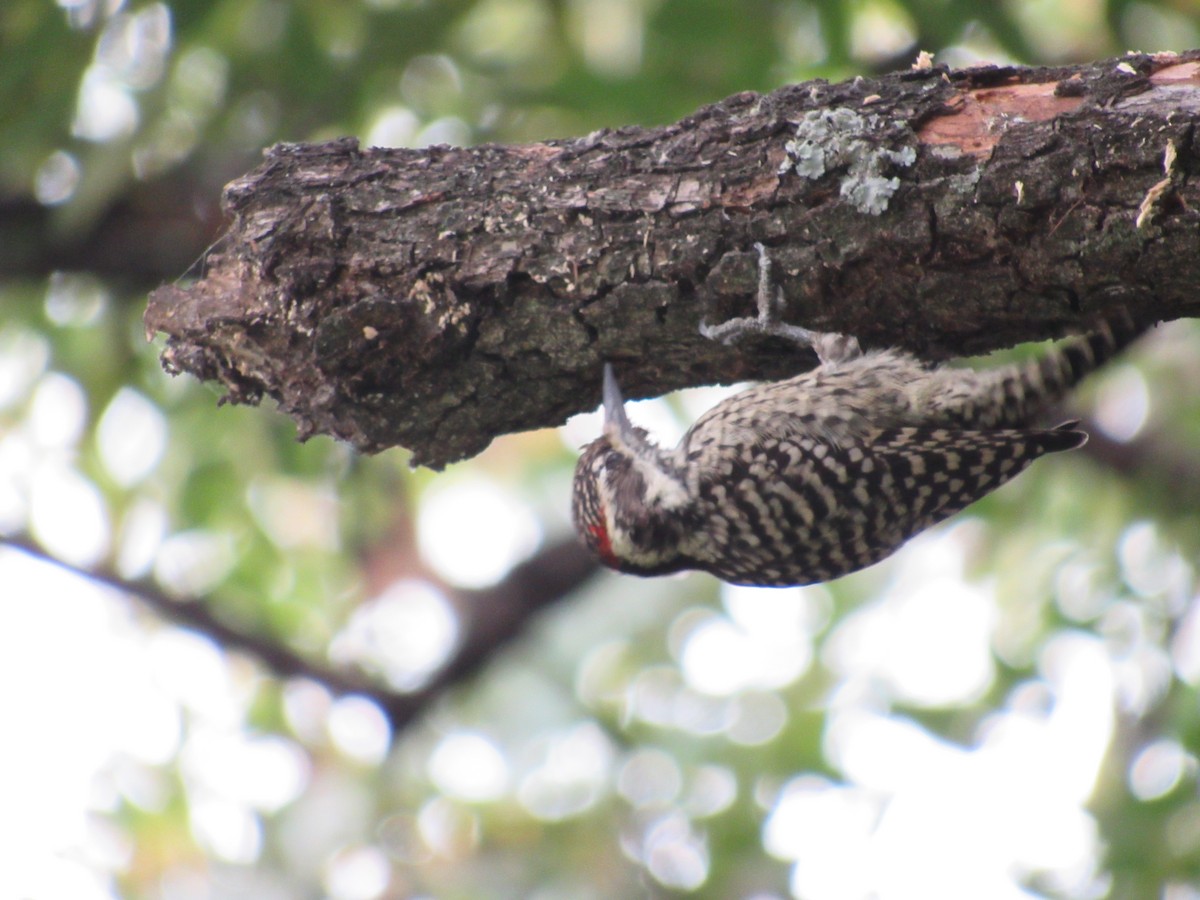 Checkered Woodpecker - ML618901122