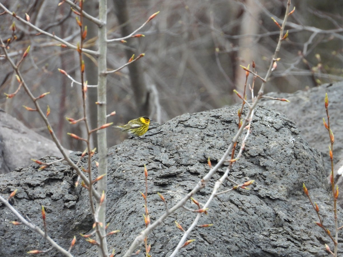 Cape May Warbler - ML618901148