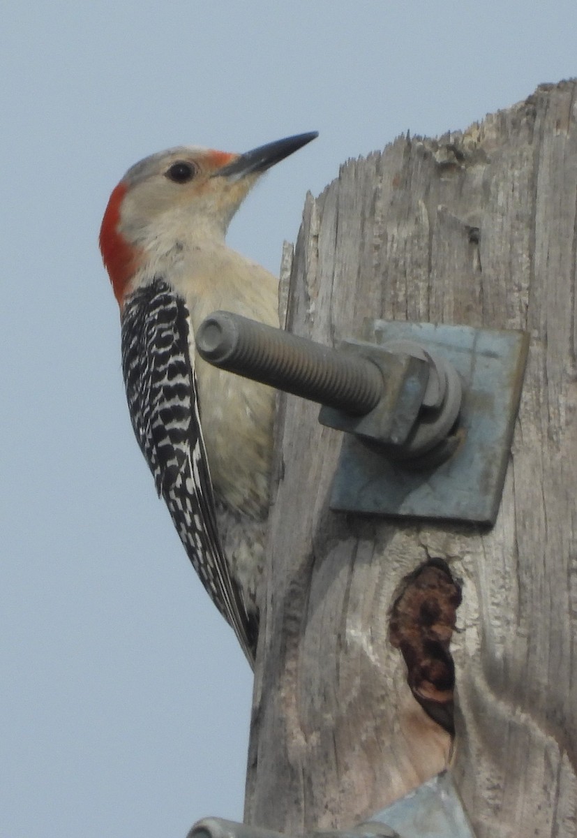 Red-bellied Woodpecker - Shiela Shallcross