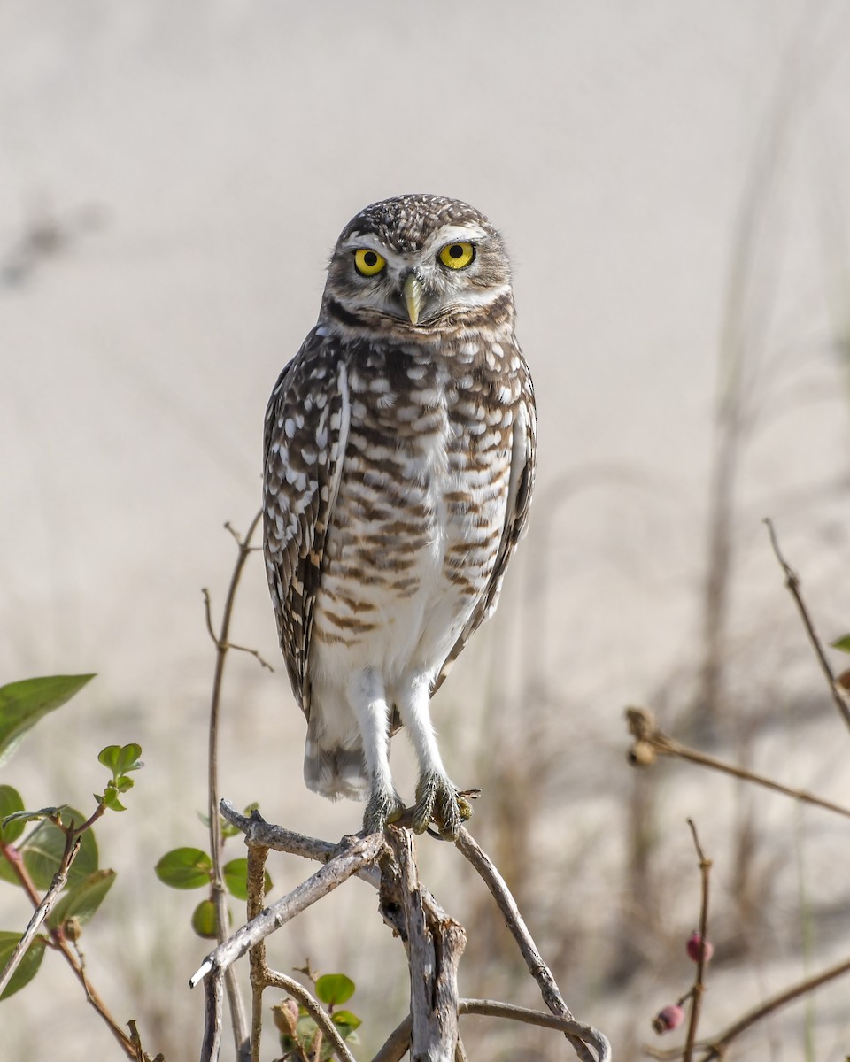 Burrowing Owl - ML618901215