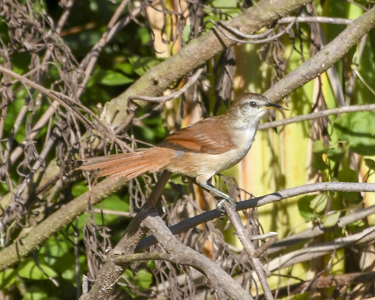 Yellow-chinned Spinetail - ML618901227