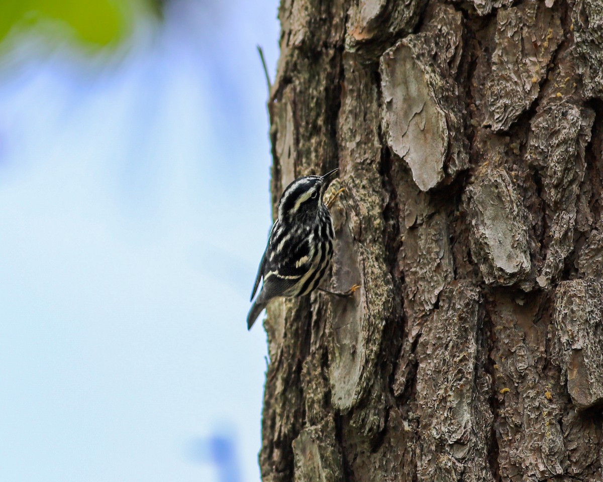 Black-and-white Warbler - ML618901234