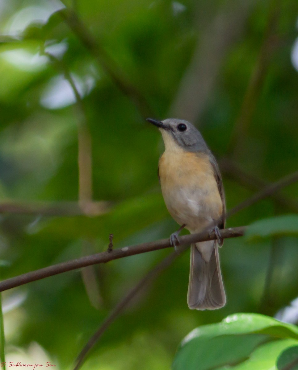 Pale-chinned Flycatcher - ML618901240