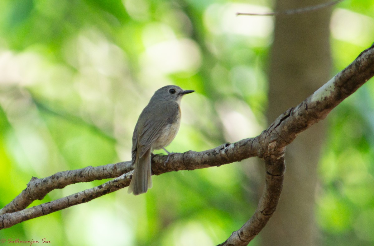 Pale-chinned Flycatcher - ML618901241