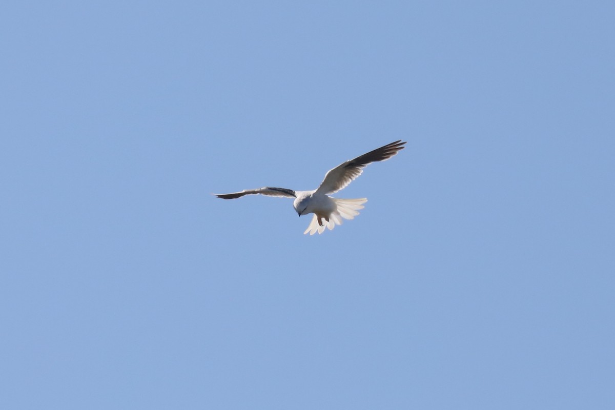 Black-shouldered Kite - ML618901298