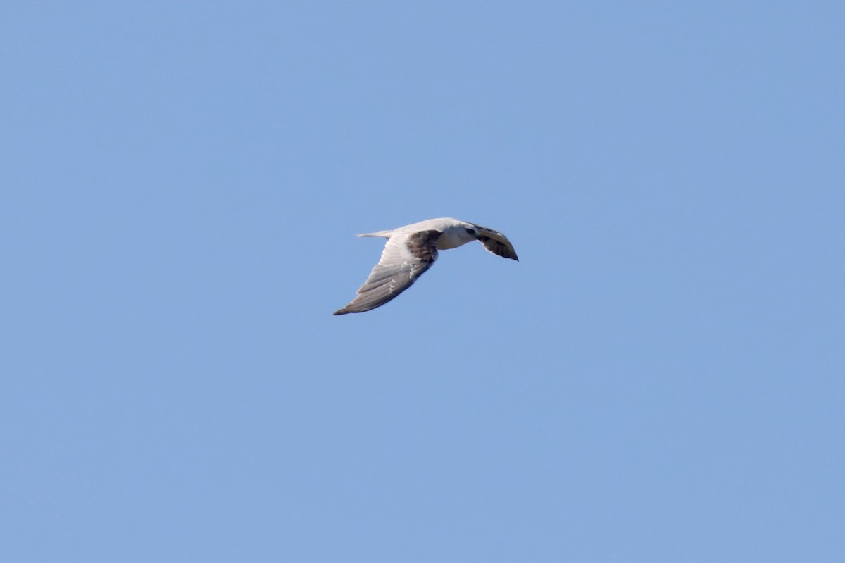 Black-shouldered Kite - ML618901299