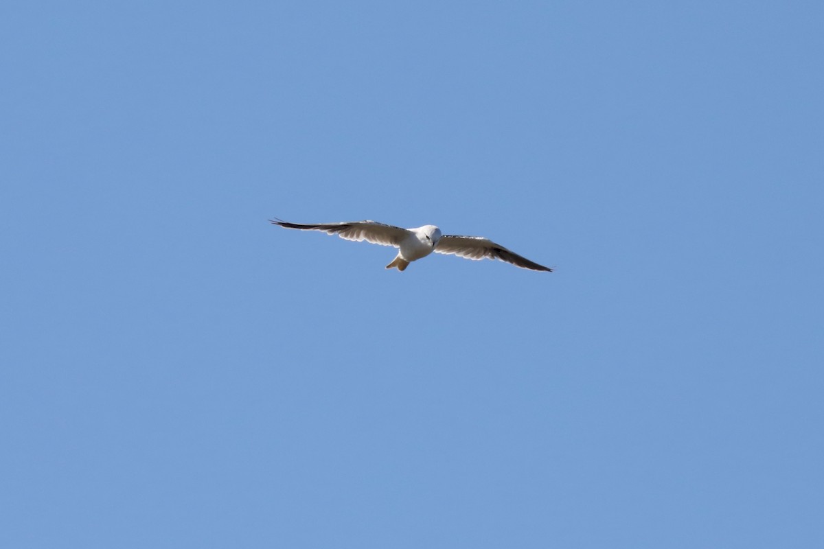 Black-shouldered Kite - Henry Burton