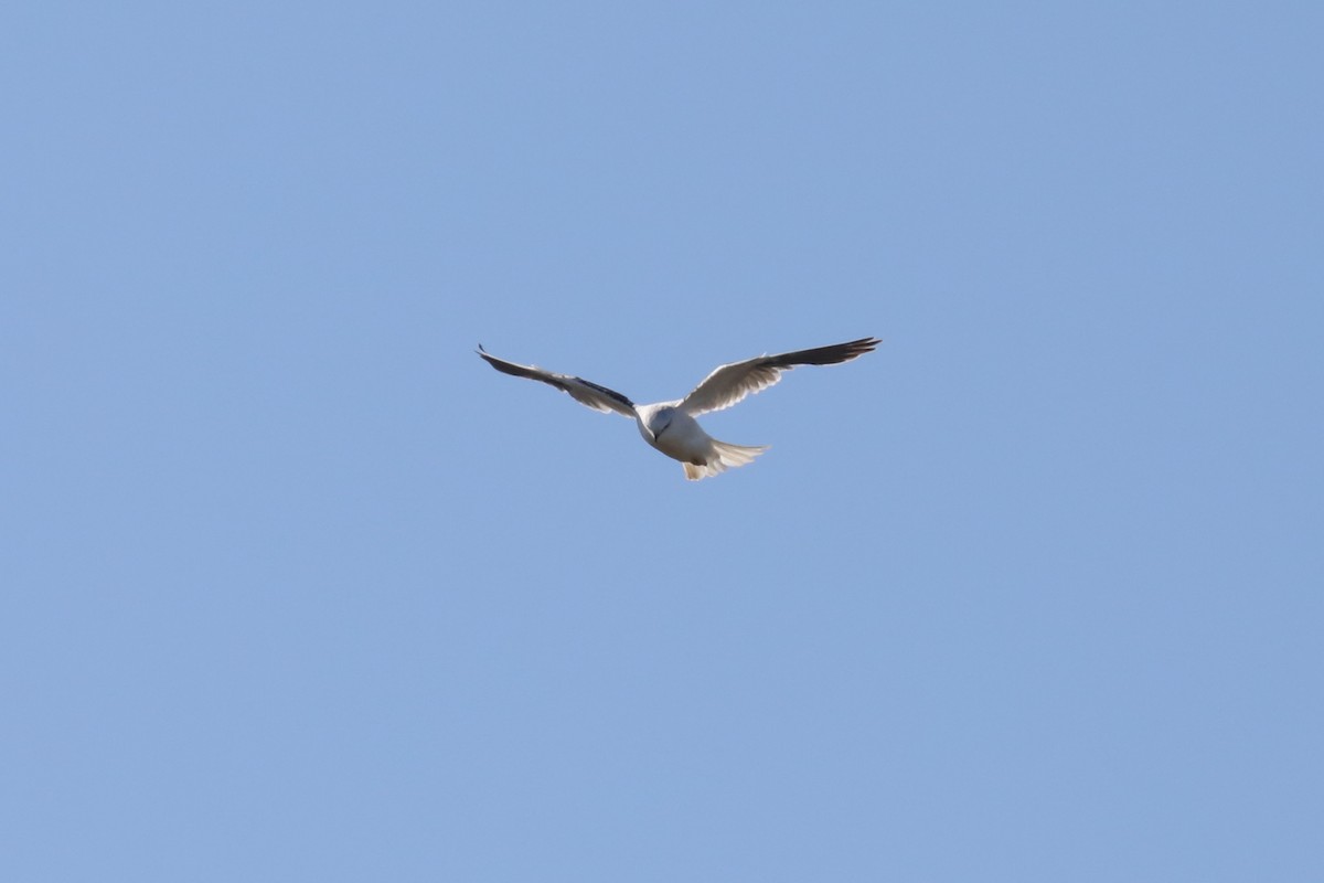 Black-shouldered Kite - ML618901302