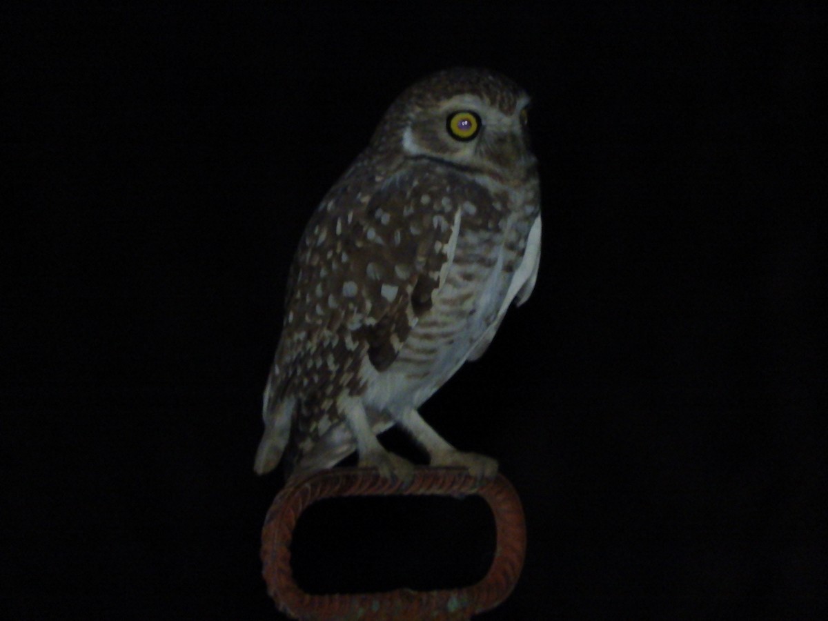 Burrowing Owl - Pablo Mealla