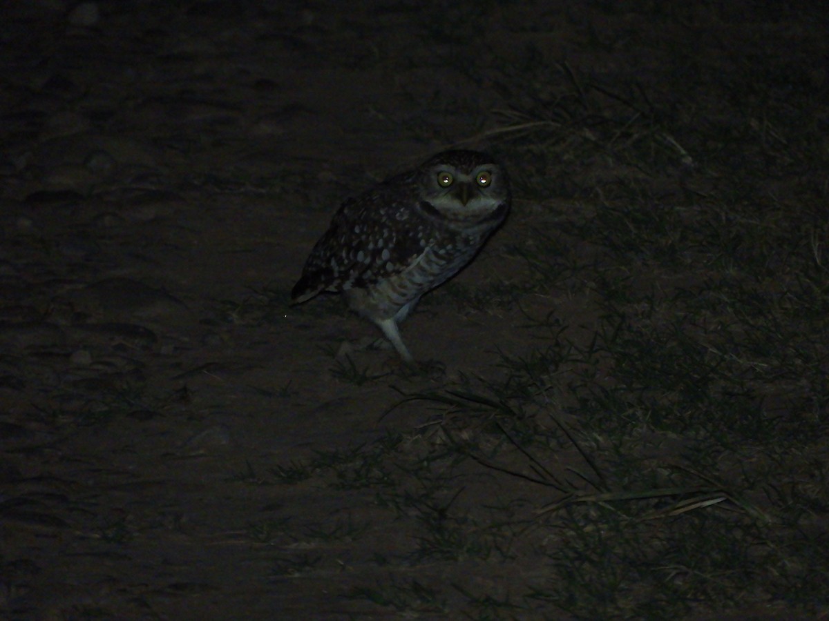 Burrowing Owl - ML618901319