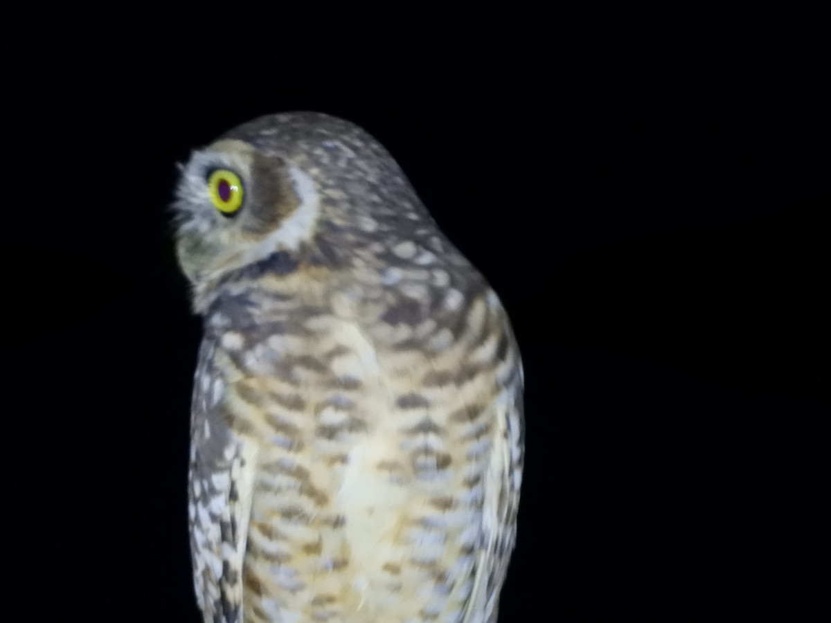 Burrowing Owl - ML618901321