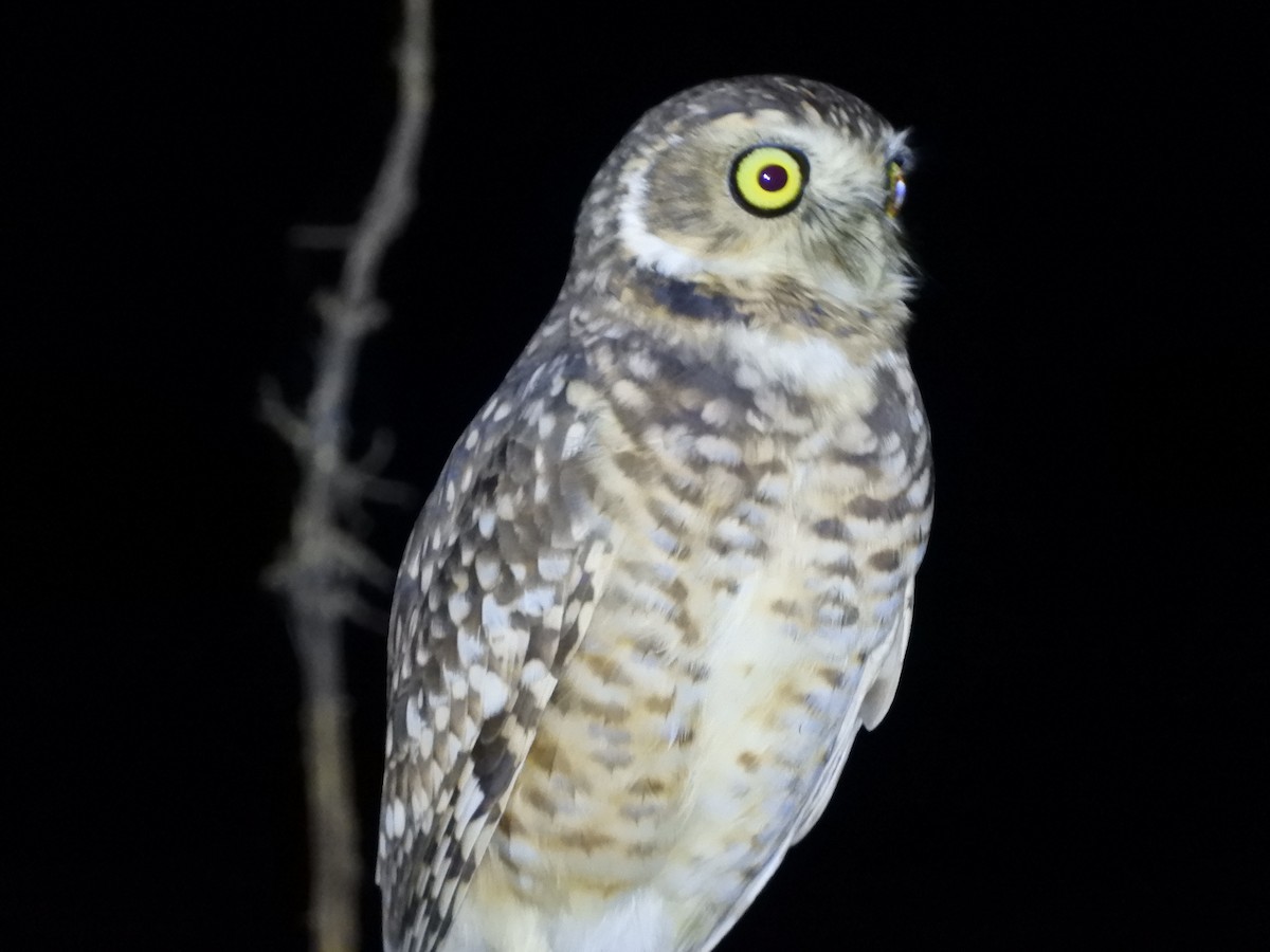 Burrowing Owl - Pablo Mealla