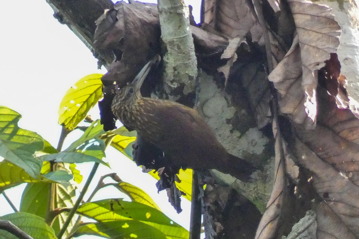 Strong-billed Woodcreeper - ML618901343