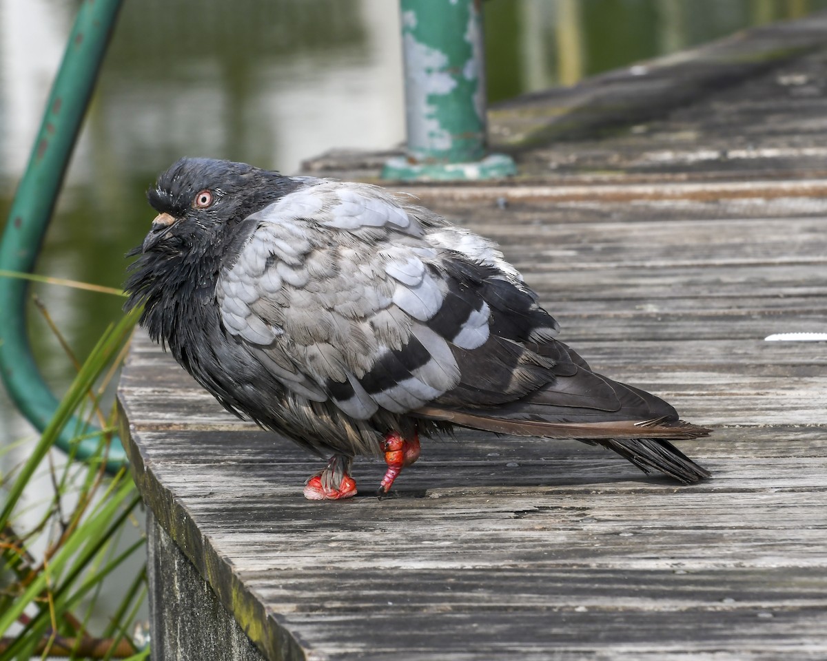 Rock Pigeon (Feral Pigeon) - ML618901344