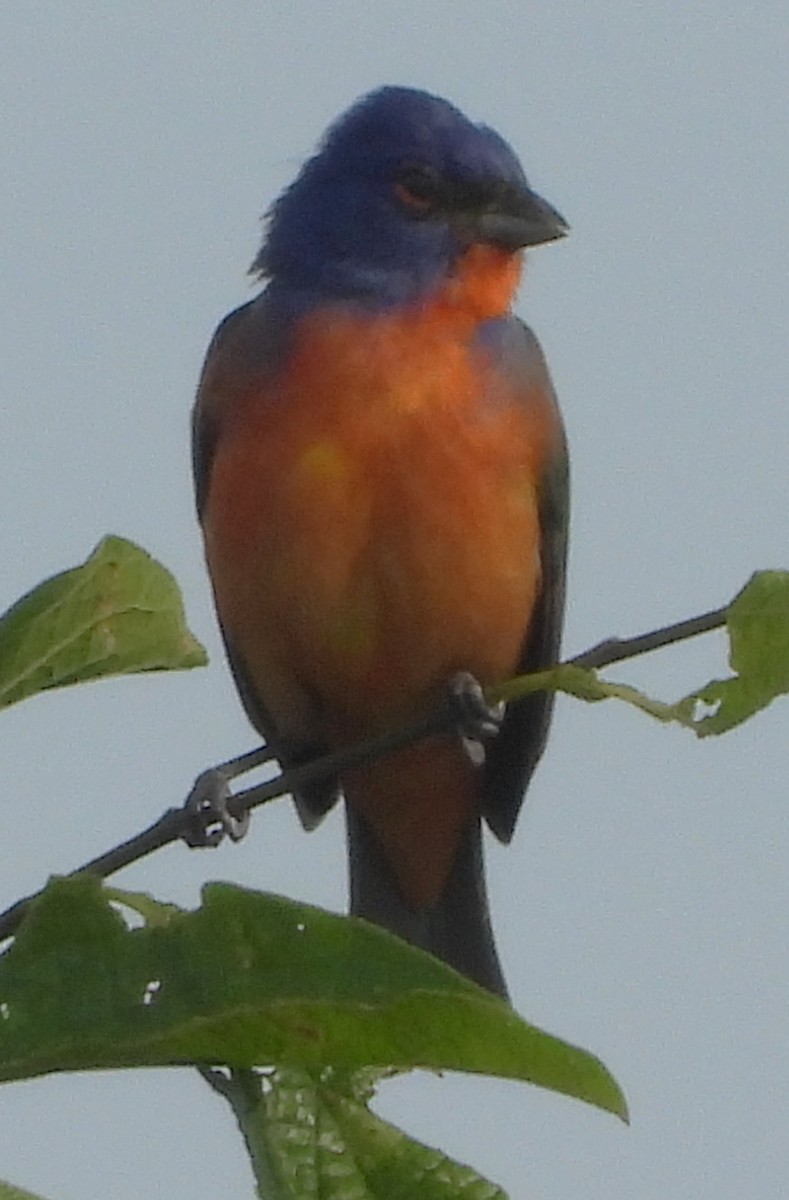 Painted Bunting - ML618901345
