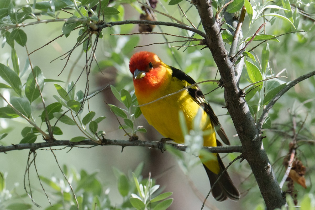 Western Tanager - ML618901366