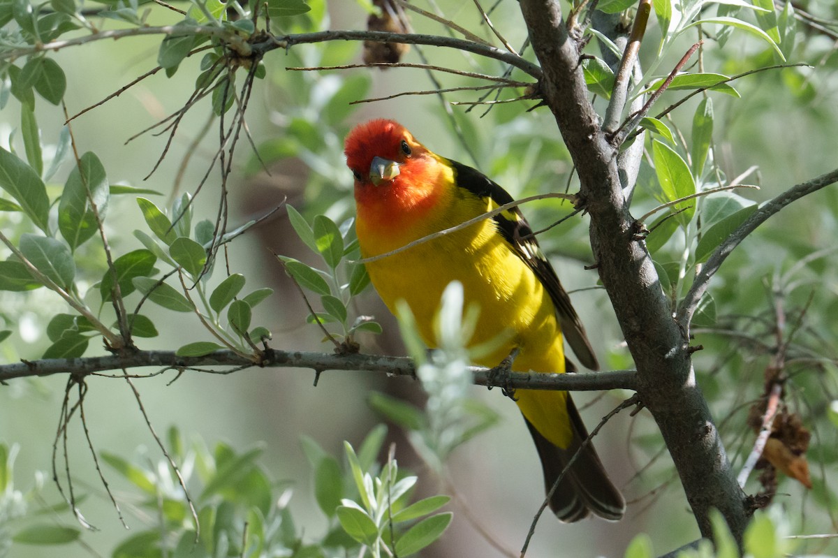 Western Tanager - ML618901367