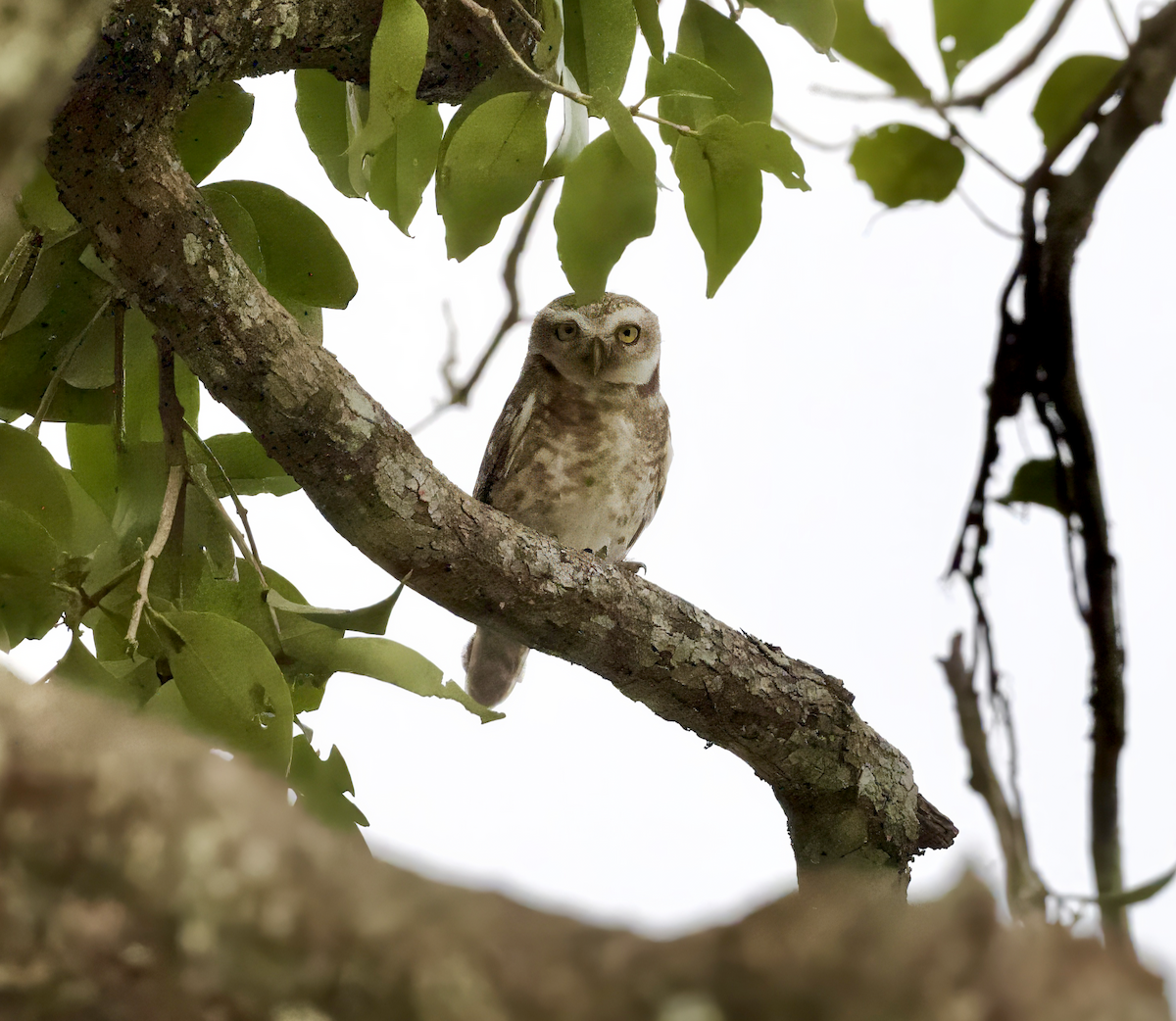 Spotted Owlet - ML618901376