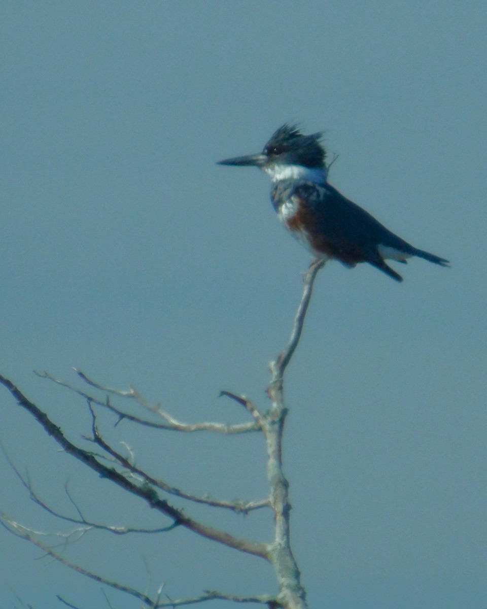 Belted Kingfisher - ML618901434