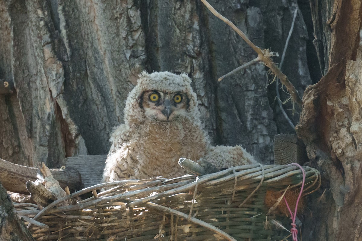 Great Horned Owl - ML618901435