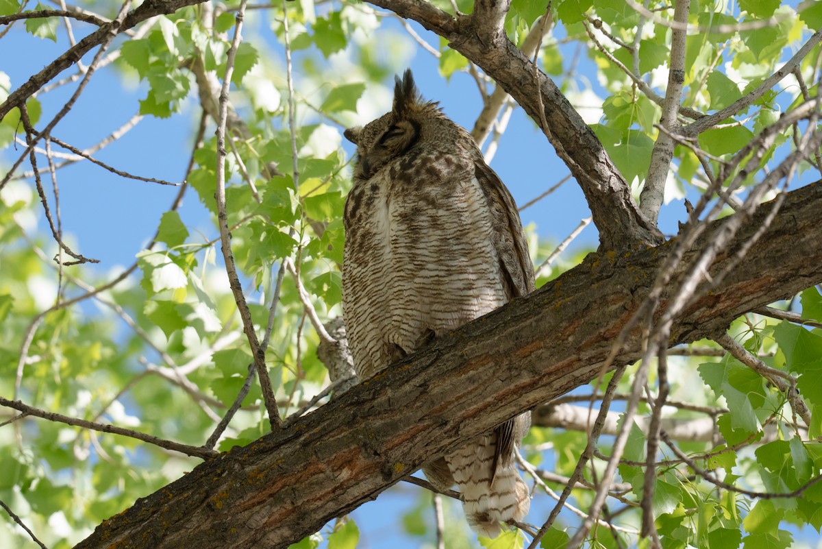 Great Horned Owl - Linda Chittum