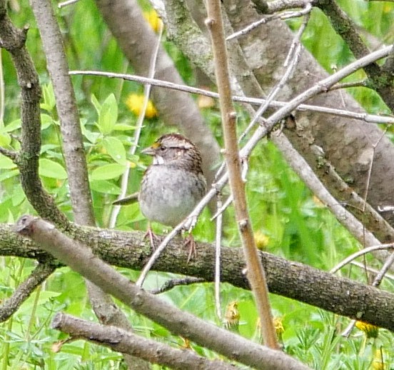 White-throated Sparrow - ML618901463