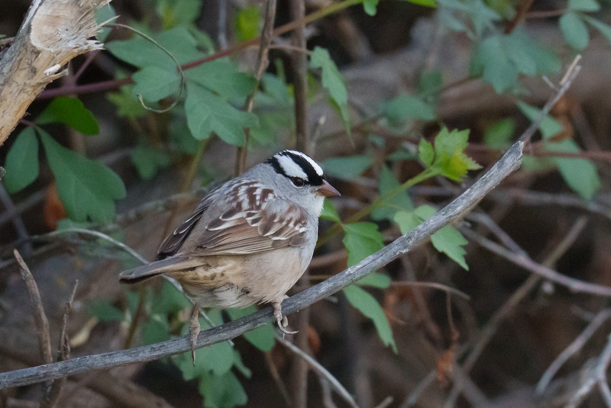 White-crowned Sparrow (Dark-lored) - ML618901468
