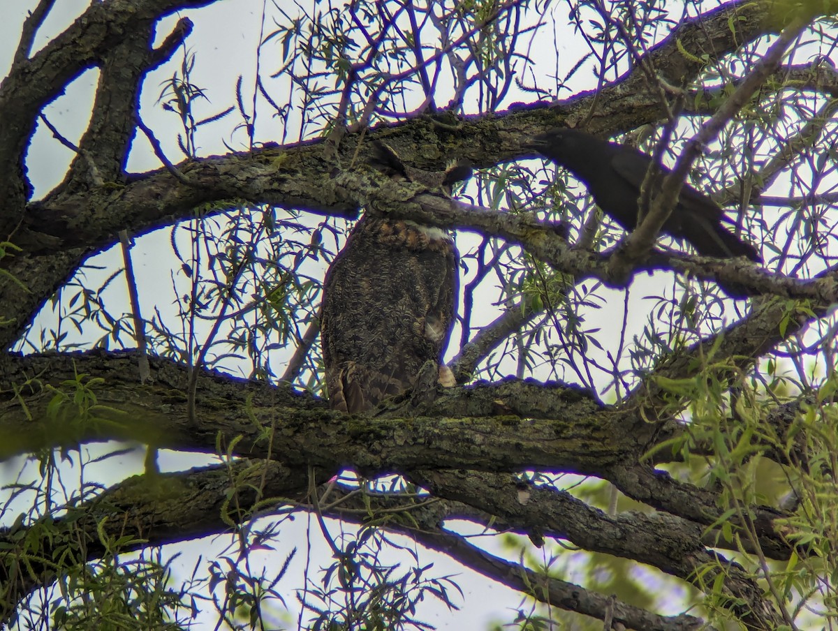 Great Horned Owl - ML618901503