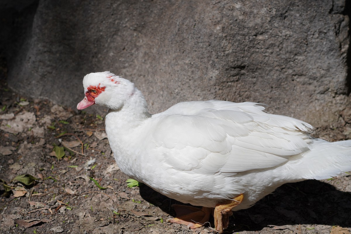 Muscovy Duck (Domestic type) - ML618901508