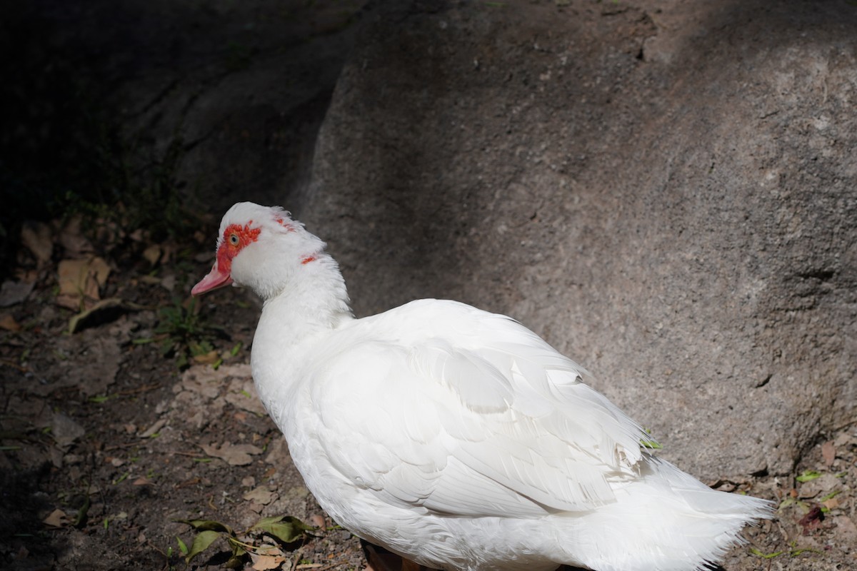 Muscovy Duck (Domestic type) - ML618901511