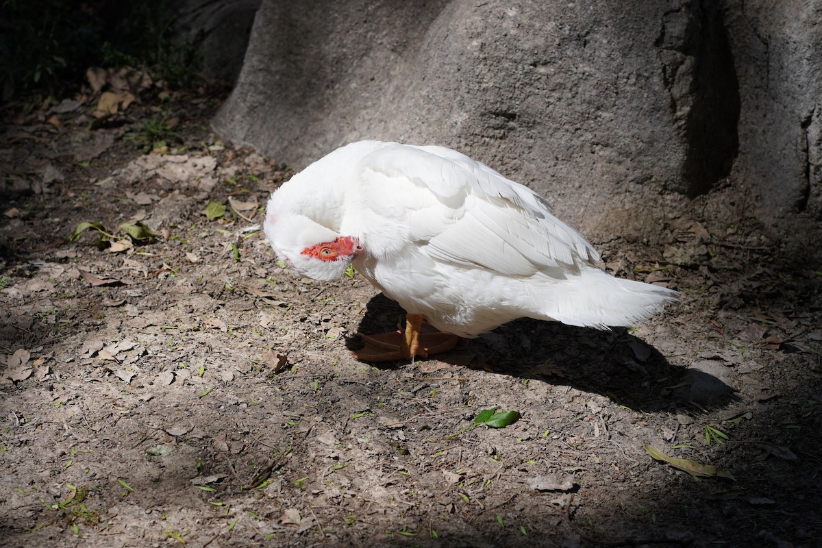 Muscovy Duck (Domestic type) - ML618901516
