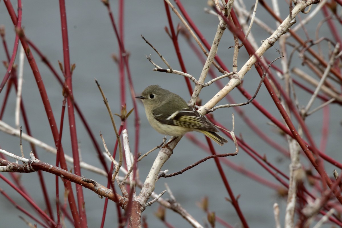 Ruby-crowned Kinglet - Suzanne Fortin