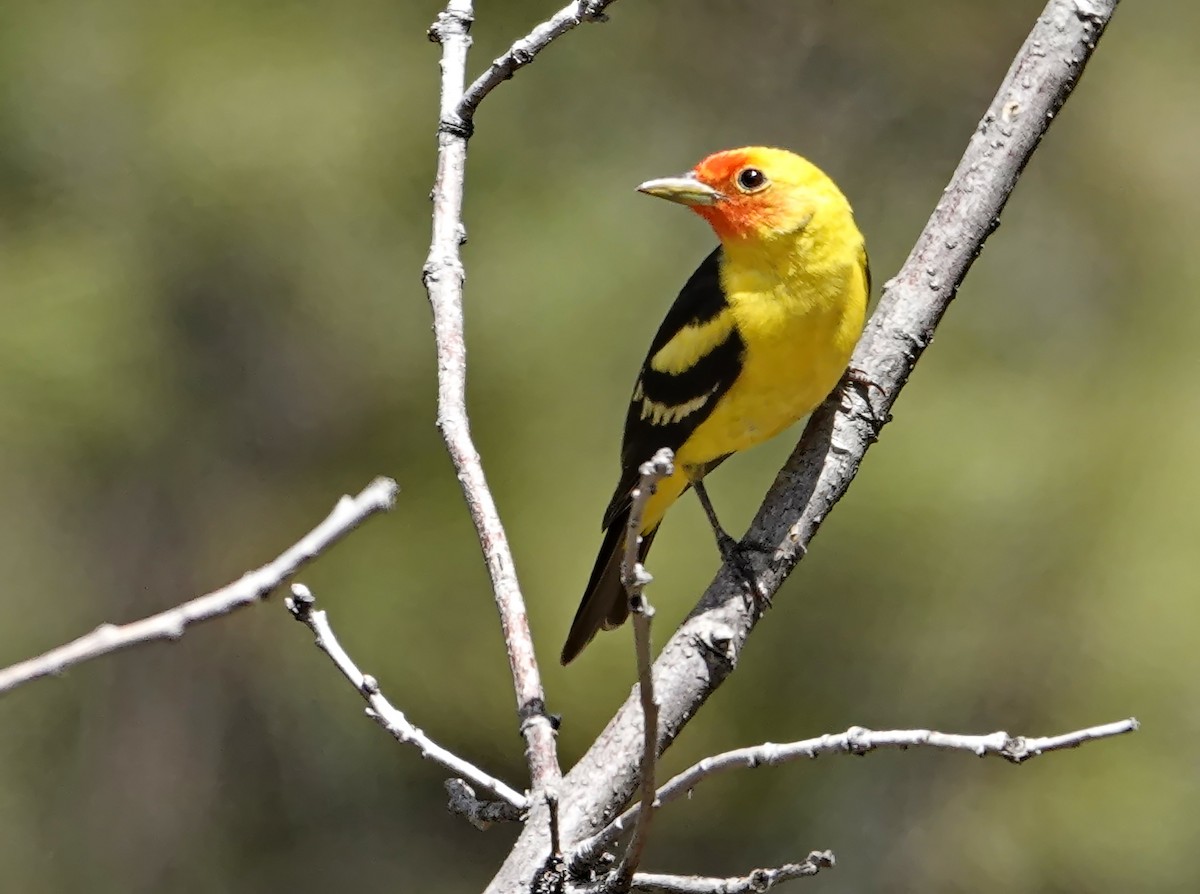 Western Tanager - Walt Anderson
