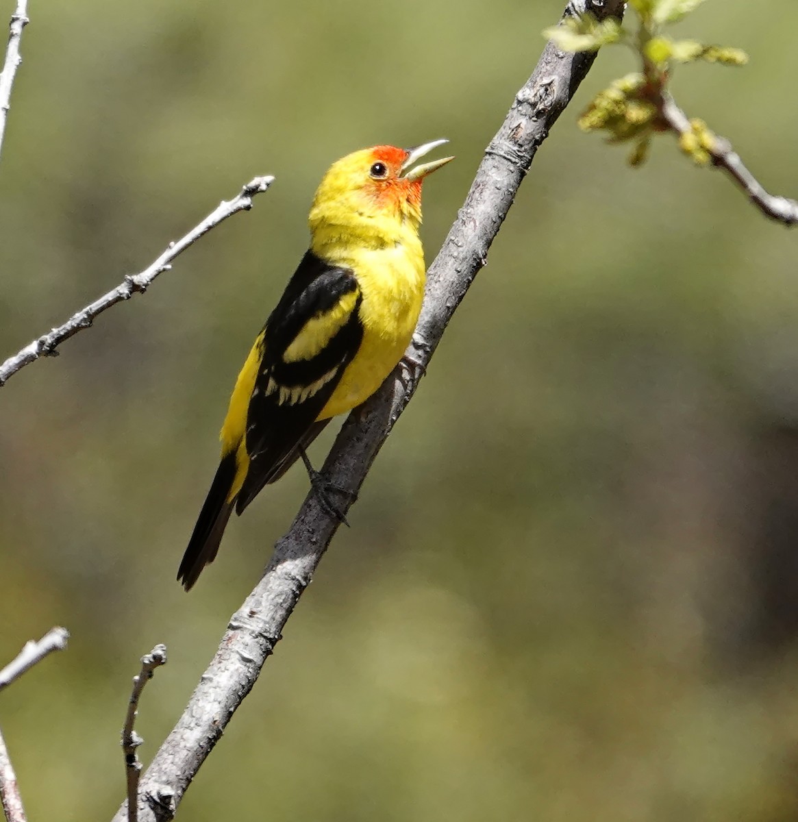 Western Tanager - ML618901562