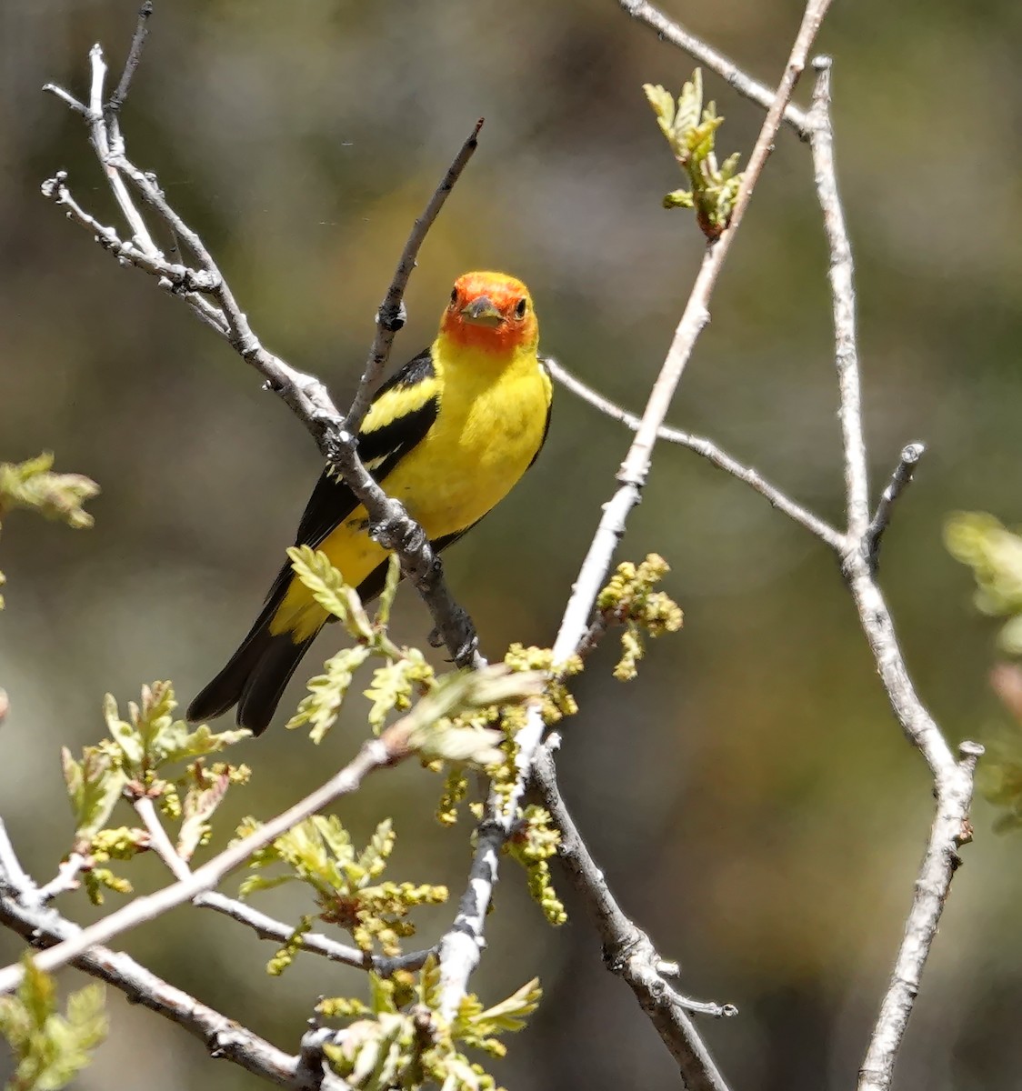Western Tanager - Walt Anderson