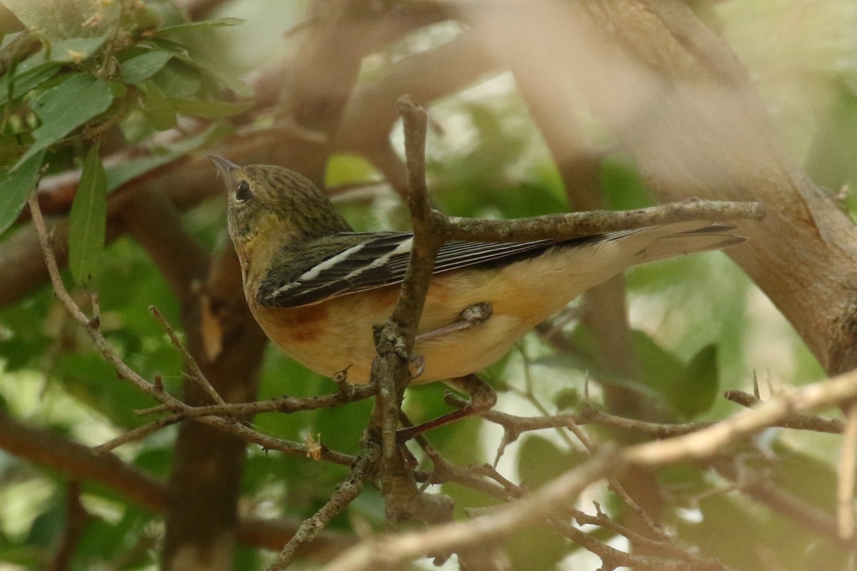Bay-breasted Warbler - ML618901571