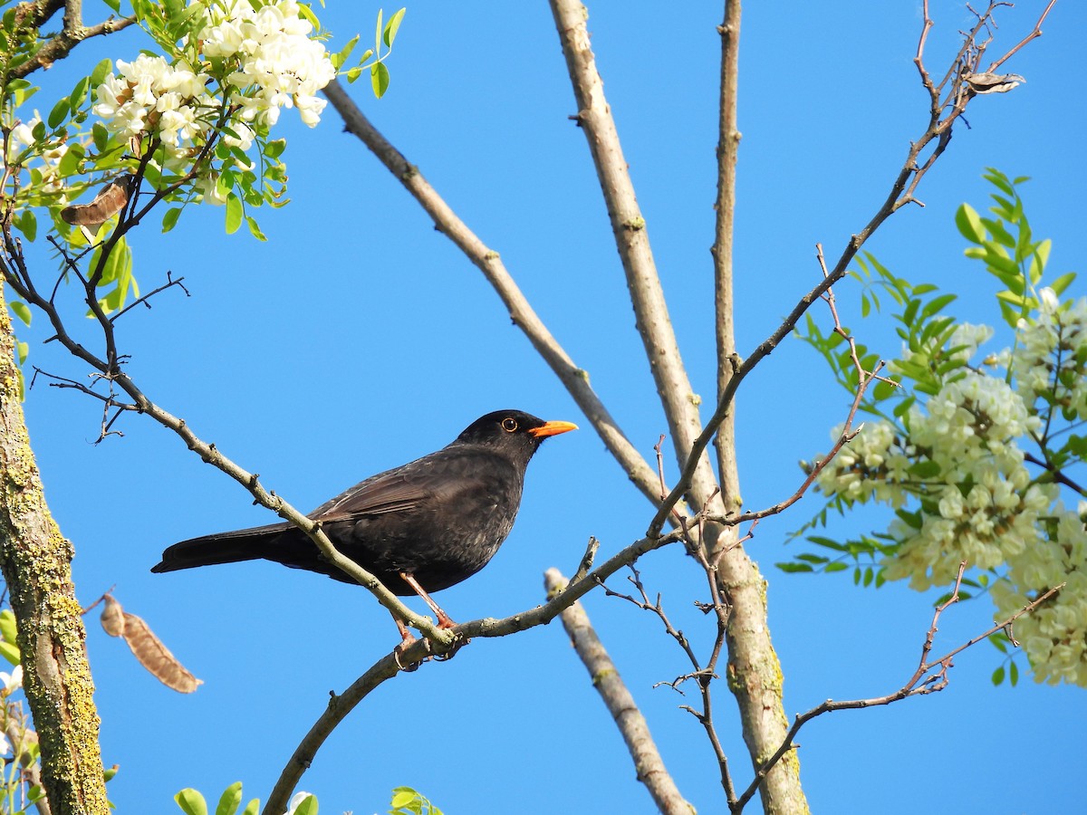 Eurasian Blackbird - ML618901632
