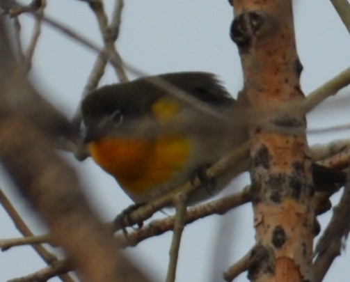 Yellow-breasted Chat - ML618901698