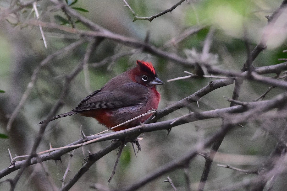 Red-crested Finch - ML618901704