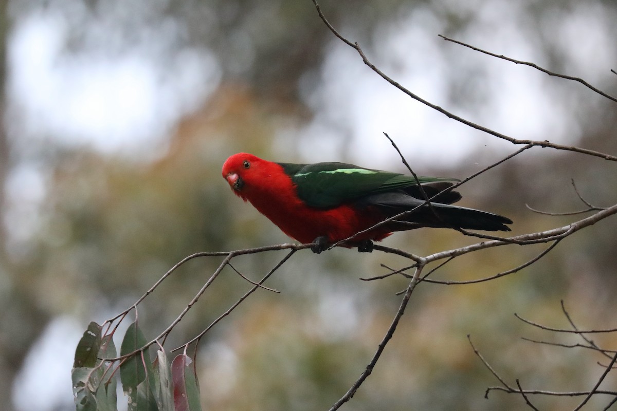 Australian King-Parrot - ML618901723