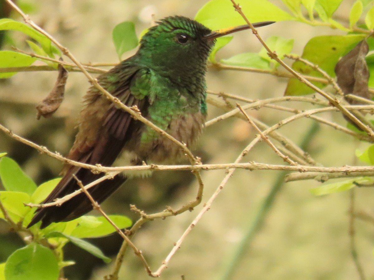 kolibřík zelenobřichý - ML618901782