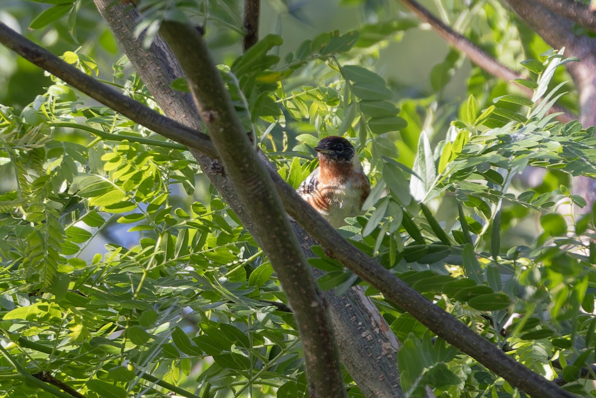 Bay-breasted Warbler - ML618901821