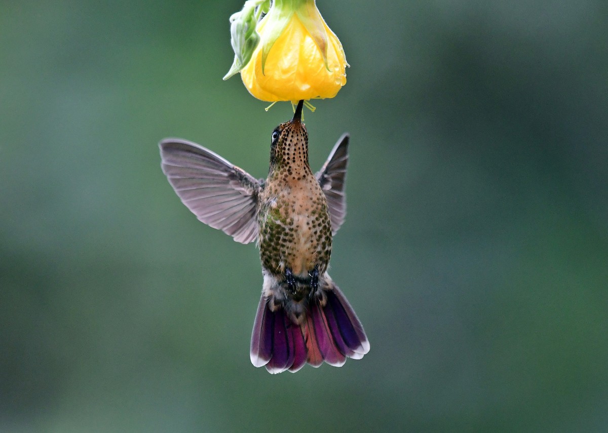 kolibřík dřišťálový - ML618901825