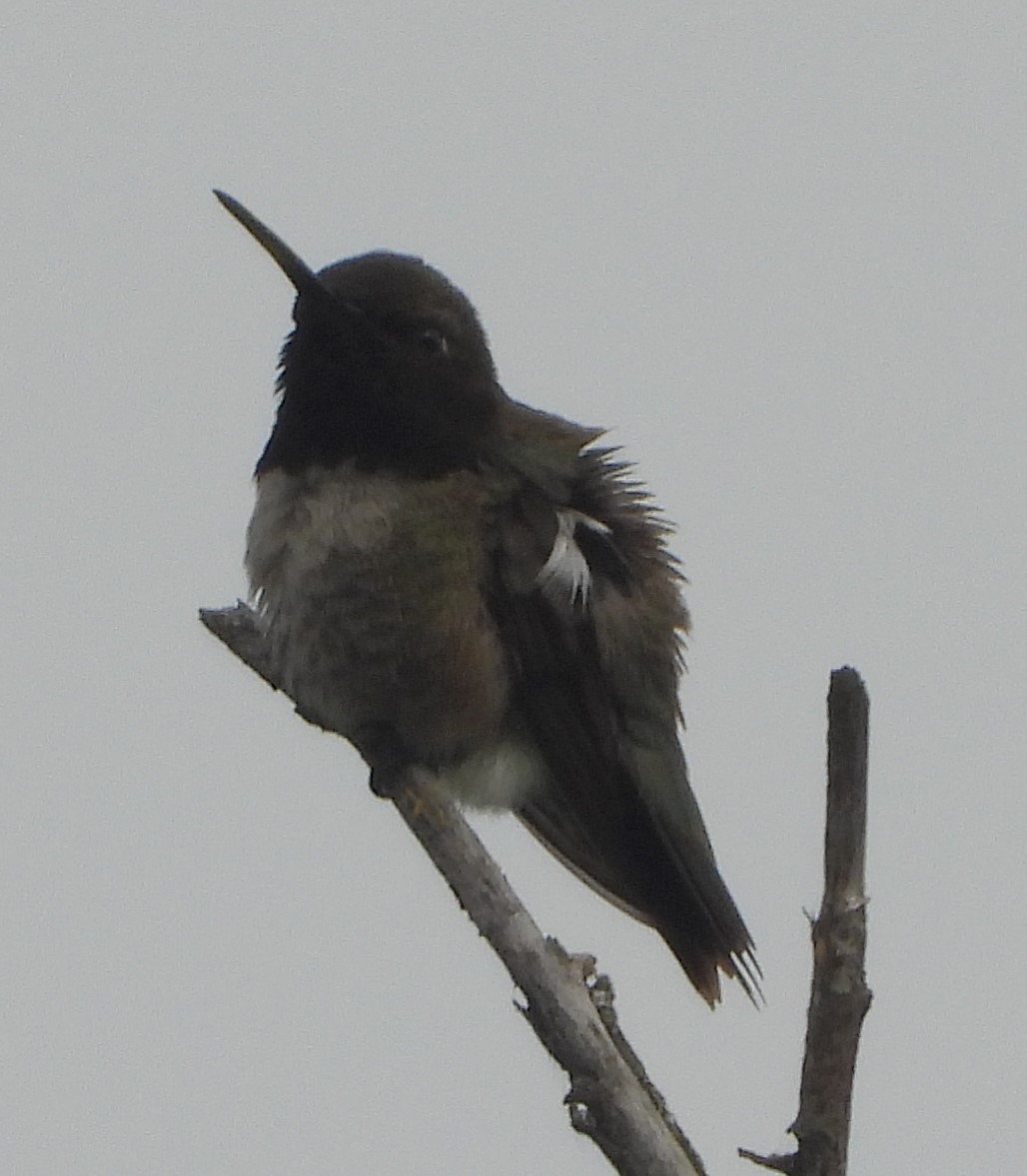 Black-chinned Hummingbird - ML618901829