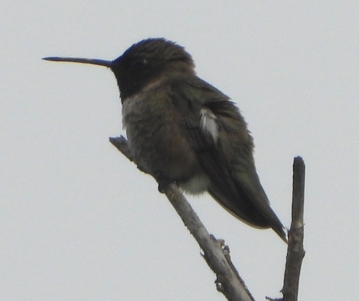 Black-chinned Hummingbird - ML618901830