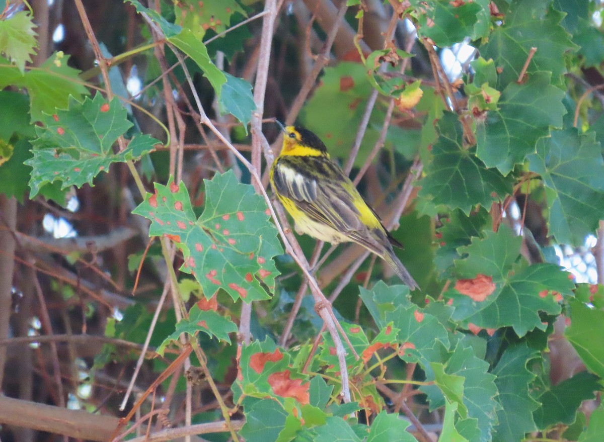Cape May Warbler - ML618901852