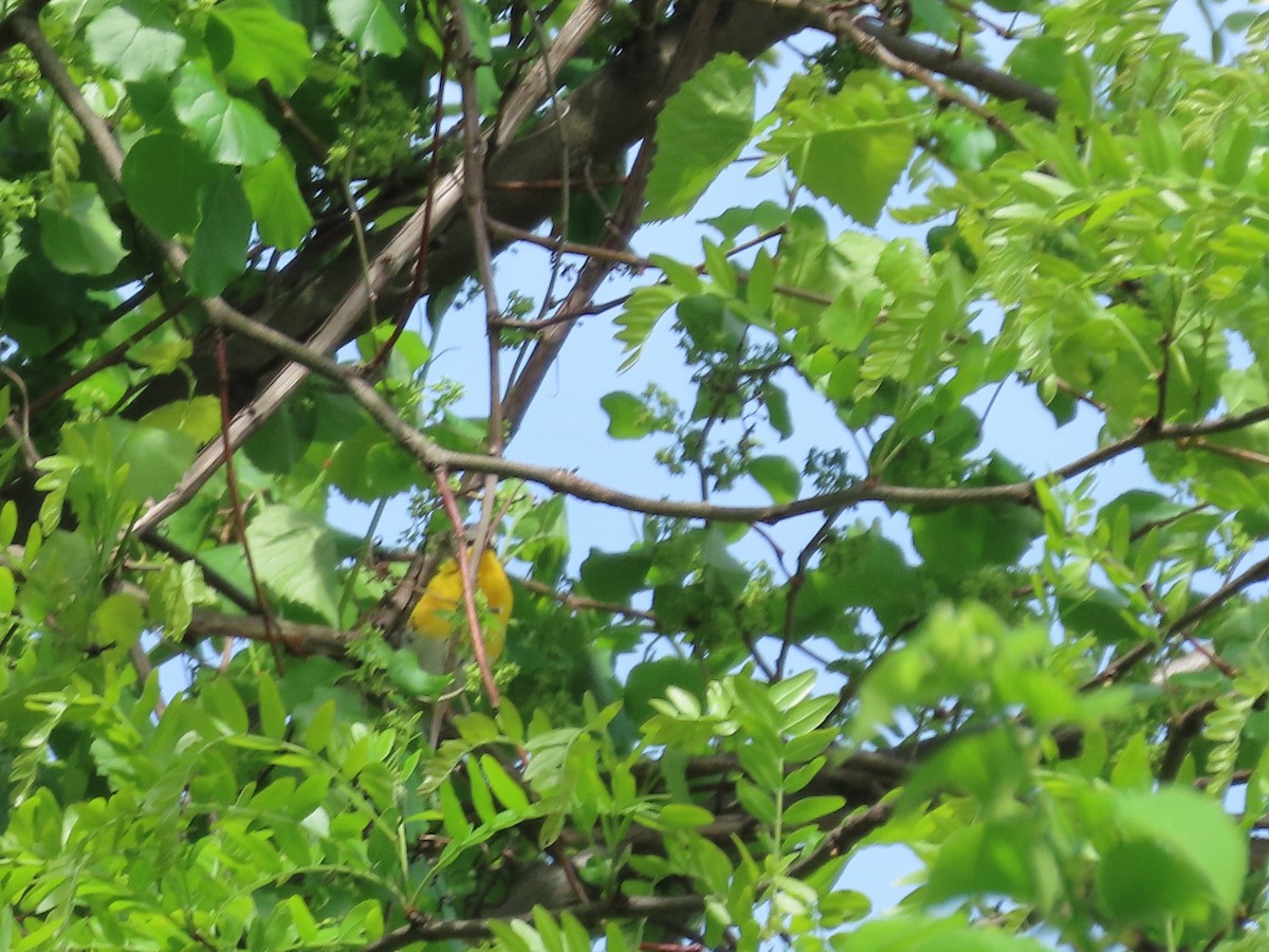 Yellow-breasted Chat - ML618901870