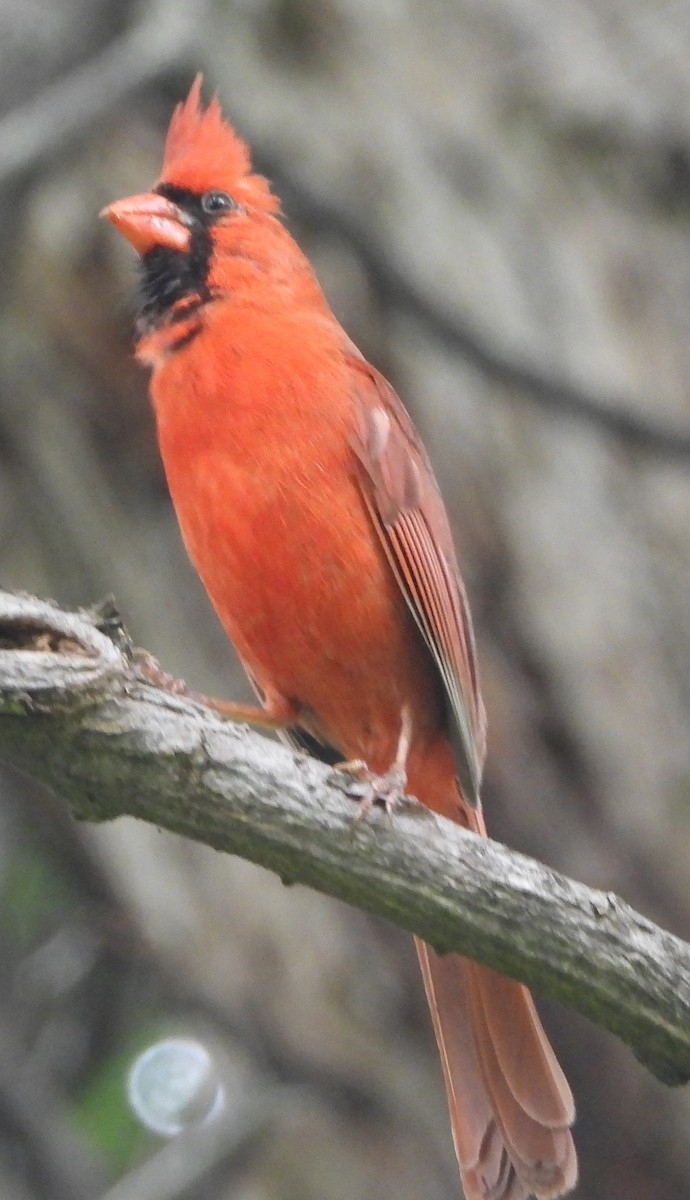 Cardinal rouge - ML618901885