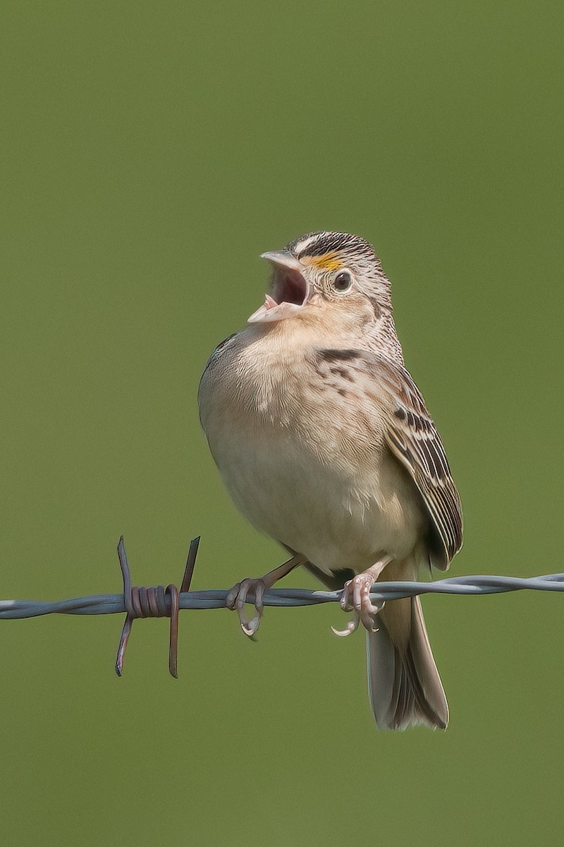 Grasshopper Sparrow - ML618901891