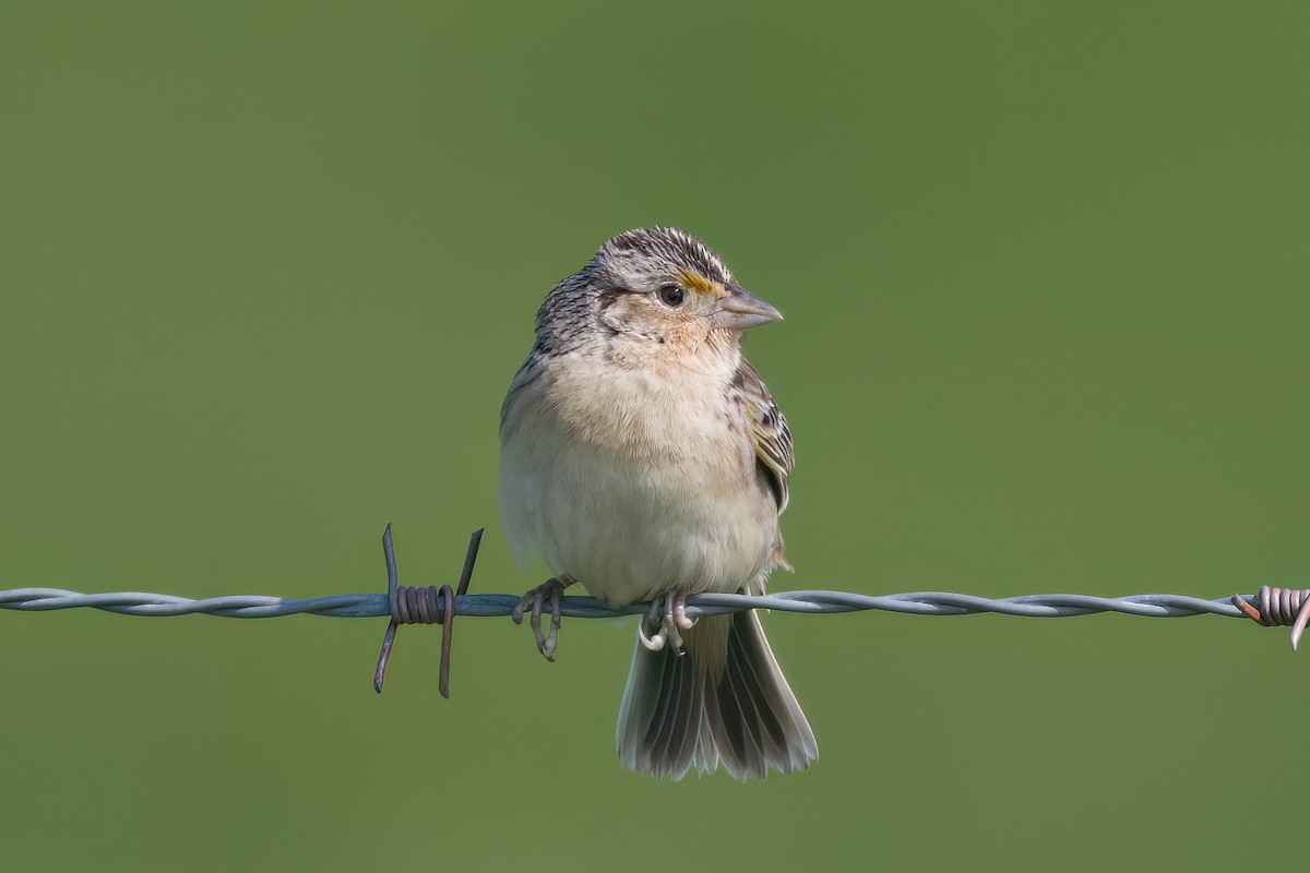 Grasshopper Sparrow - ML618901892